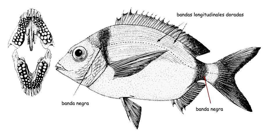 Diplodus vulgaris_01.jpg